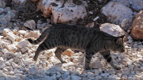 a homeless tabby cat walking alone on a rocky beach in agia sofia, kefalonia, greece