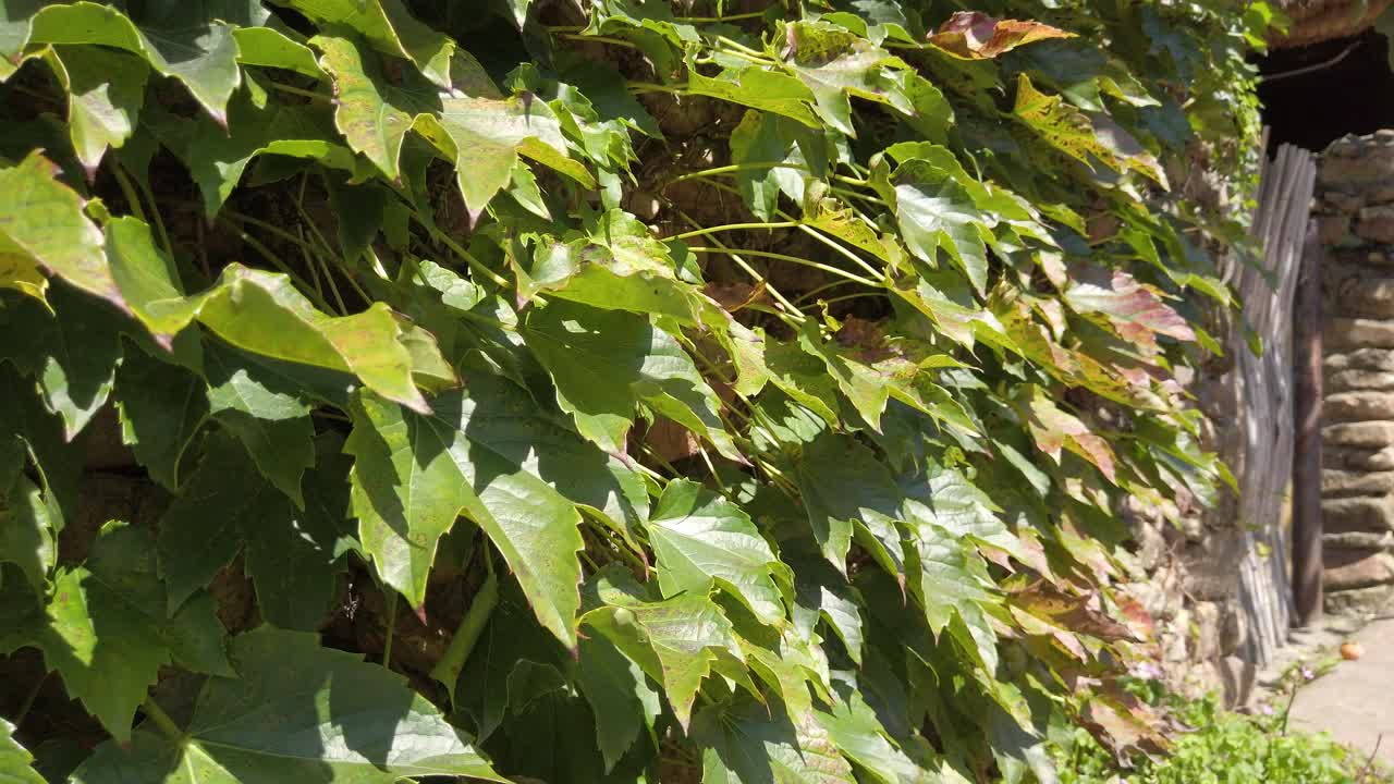 plantas de vid verde cultivadas en el exterior de una casa en el pueblo folclórico de nagan eupseong, suncheon, corea del sur