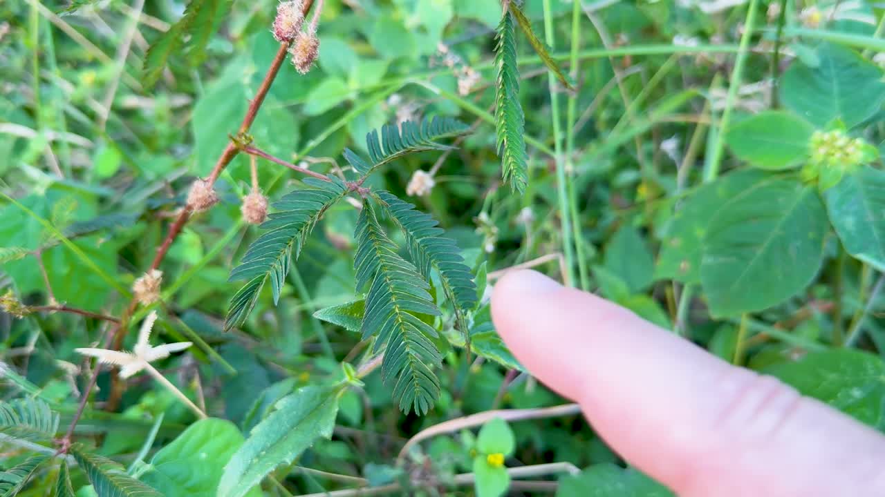Finger gently touches Mimosa pudica leaf, triggering rapid leaf movement in bright natural daylight