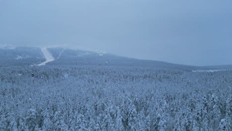 panoramic view of the ski resort and the winter spruce forest