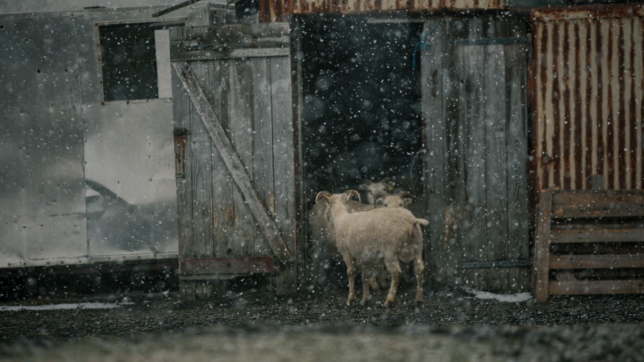 Sheep and goats in a snowy barn