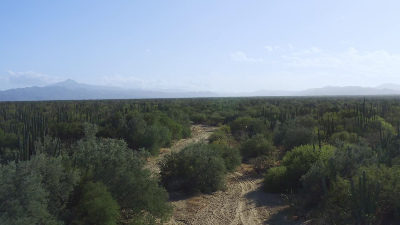 배경에 산들과 멕시코의 아름다운 사막 풍경