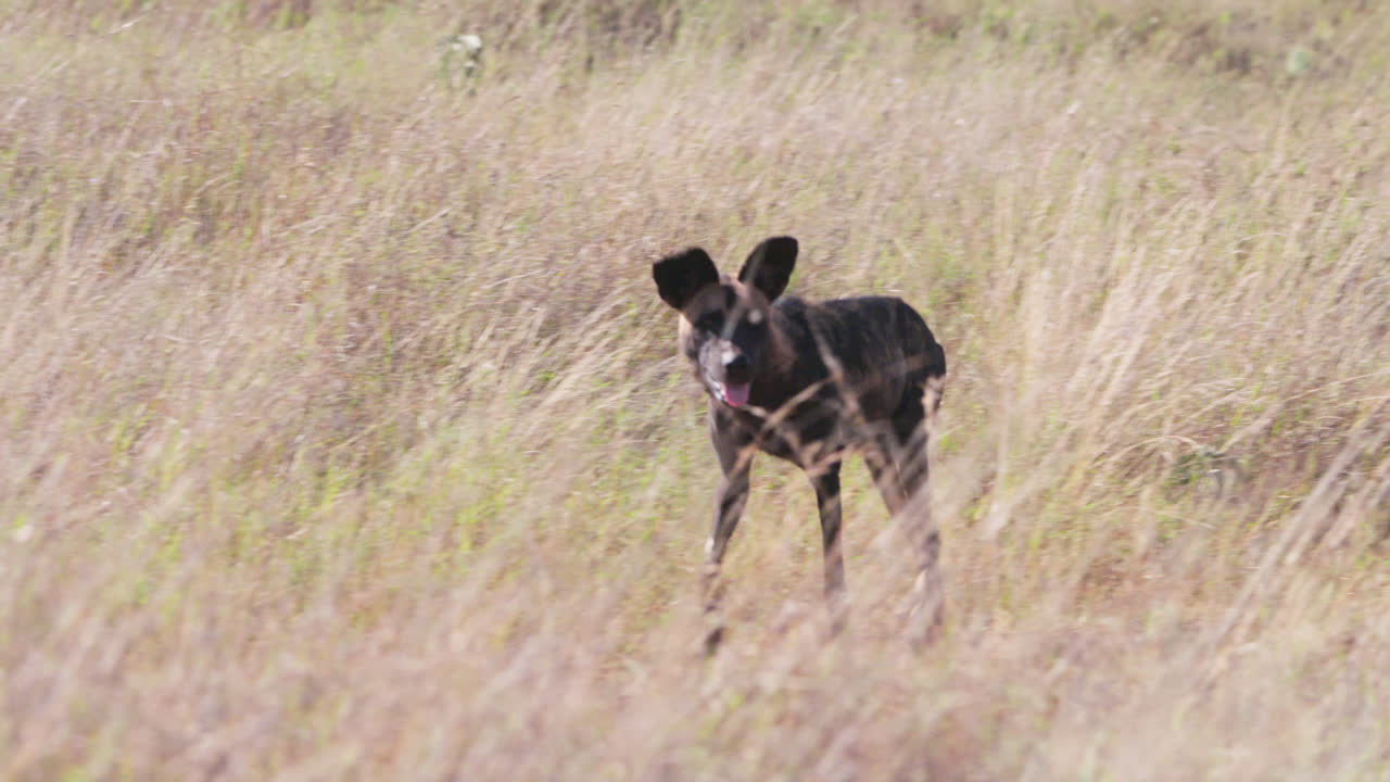 African Wild Dog running across the grasslands in afternoon