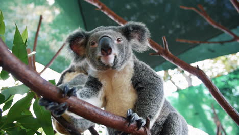 curious koalas in a brown tree branch on a zoo - low angle shot