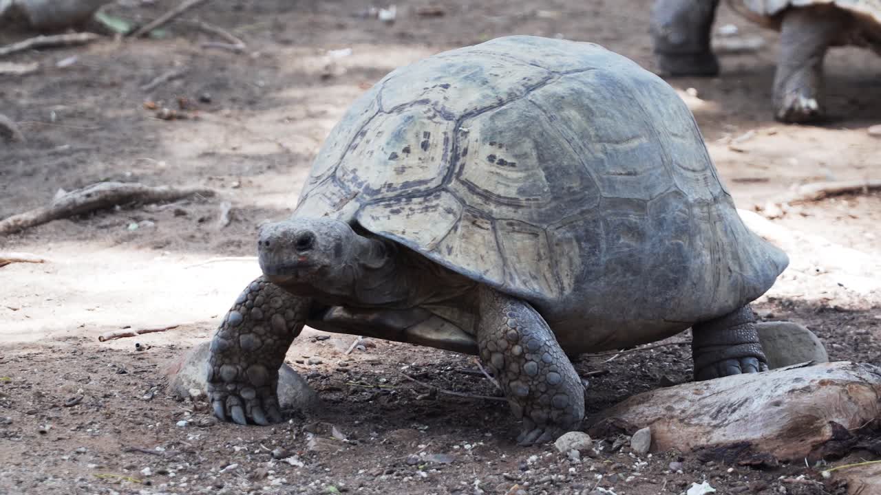 cerca de una tortuga gigante caminando lentamente por el suelo en el zoológico de western cape, sudáfrica