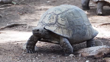 close up of giant tortoise walking slowly on the ground in the zoo in western cape, south africa