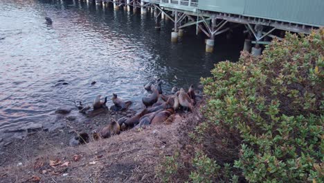 panorámica de cardán toma amplia de leones marinos reunidos en la costa cerca del muelle en monterey, california