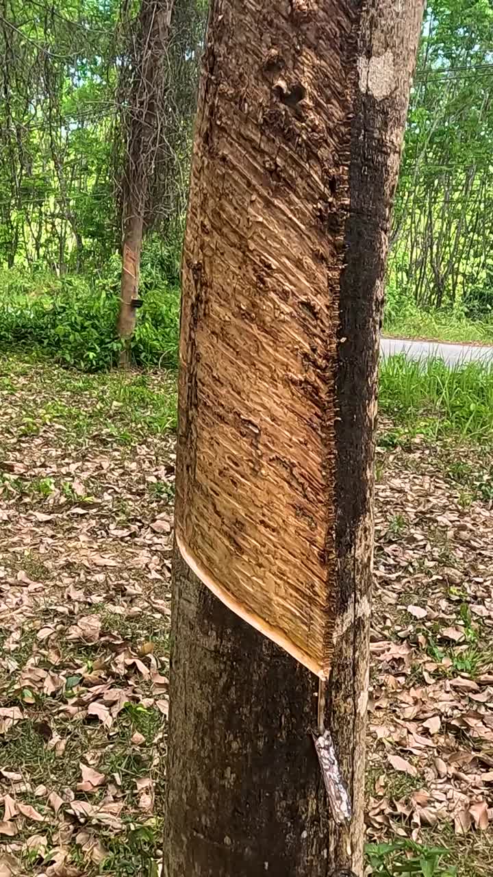 A vertical shot showing liquid latex dripping from a rubber tree into a collection cup