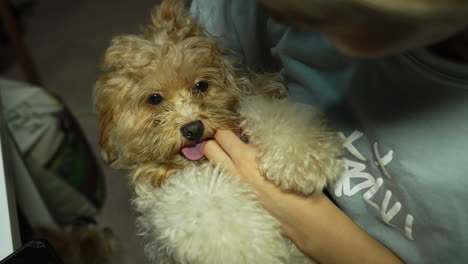 brown dog feels comfortable pampering with his master