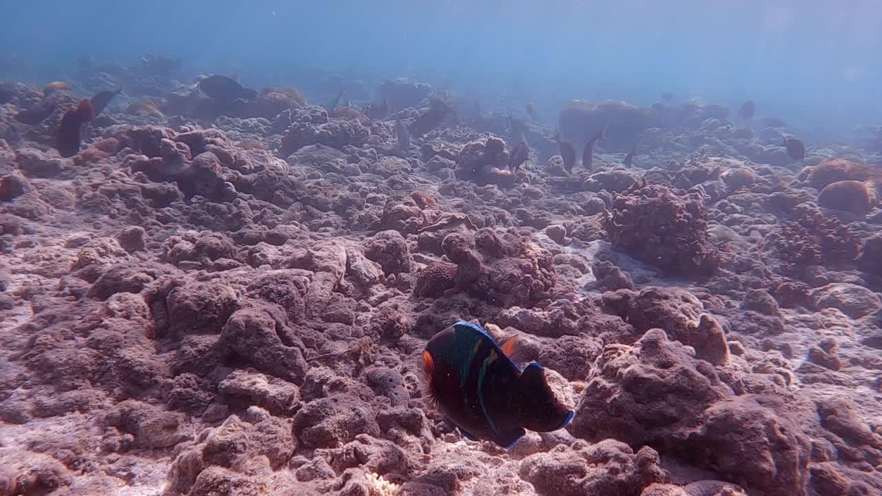 Sun rays and beautifully colourful fish swimming and feeding underwater. Dolly forward to close up.