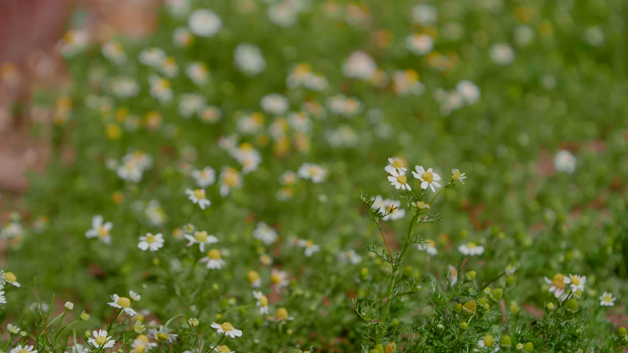 White chamomile flowers on grass landscape, focus shift