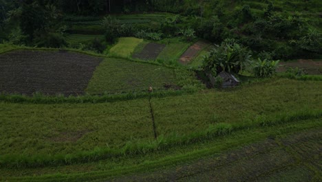 A-farmer-hard-at-work-in-the-rice-fields-of-East-Bali,-aerial