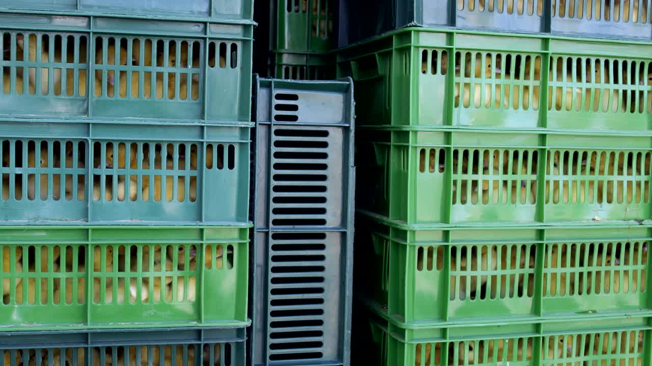 오리 새끼가 들어있는 상자는 운송을 준비합니다.