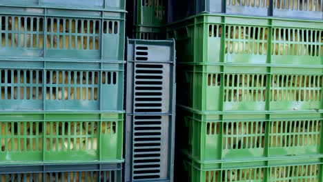 boxes with ducklings prepare to transportation