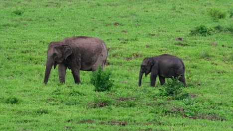 Los-Elefantes-Asiáticos-Son-Especies-En-Peligro-De-Extinción-Y-También-Son-Residentes-De-Tailandia