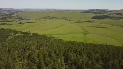 Beautiful-drone-footage-of-young-pine-forest-and-a-lake-in-horisont-on-Zlatibor-mountain-in-Serbia