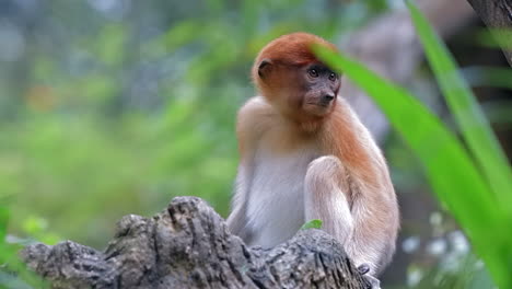 mono de probóscide juvenil sentado en la rama de un árbol