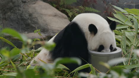 el panda comiendo bambú.