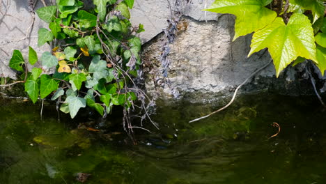 Slow-motion-frog-staying-over-the-water-and-dive-underwater-during-daytime