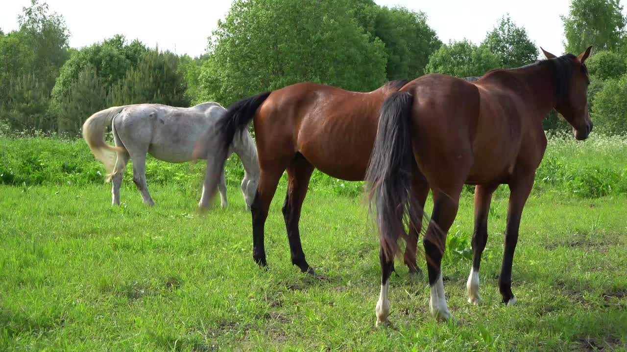 Godt græsland indeholder det meste af den næring, en hest behøver for at være sund