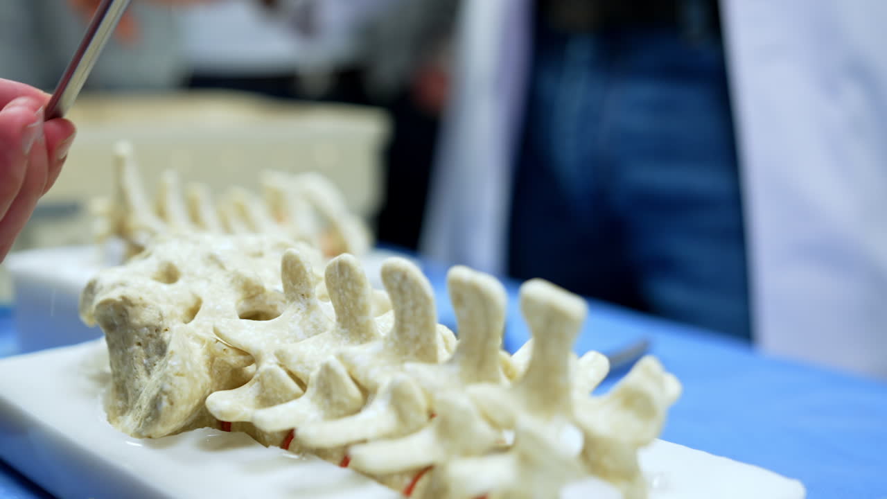 Plastic dummy of a spine on the desk. Male hand applies metal tool learning to use during neurosurgery. Close up.