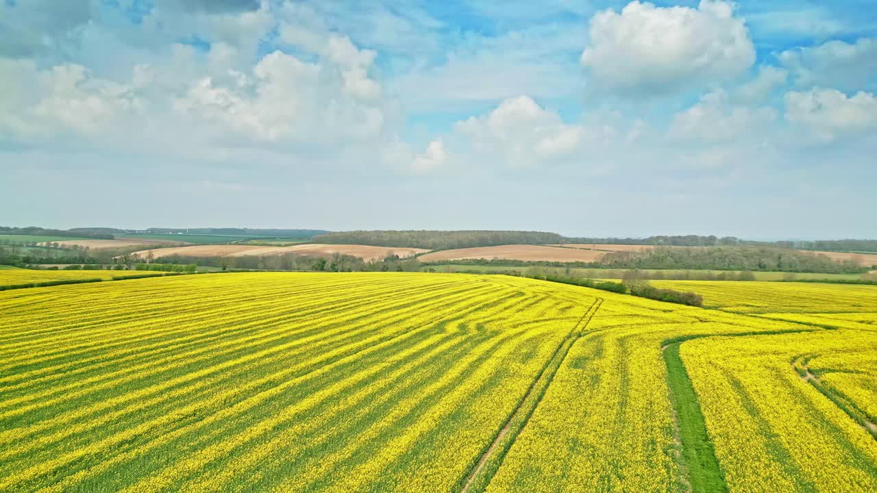 un sereno y tranquilo drone de cámara lenta de una cosecha de colza amarilla con una carretera de campo y árboles en el fondo