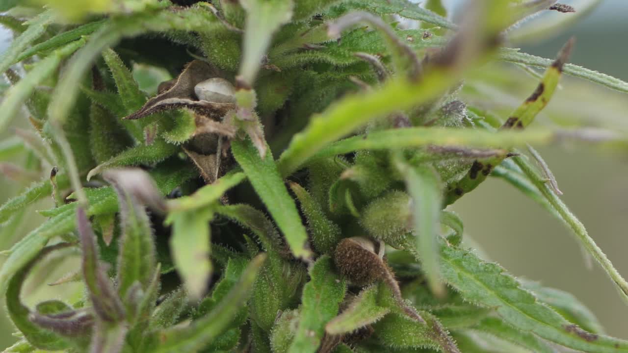 야외 농업 분야의 마약 마리화나 식물