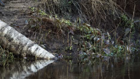 La-Lavandera-Común-Está-Buscando-Comida-En-El-Barro-De-La-Orilla-Del-Río-En-Primavera