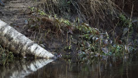 la lavandera común está buscando comida en el barro de la orilla del río en primavera