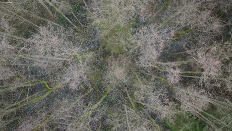 From-above,-multiple-snowdrop-plants-resemble-scattering-of-delicate-stars