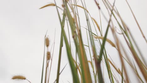 Nahaufnahme-Von-Gras,-Das-Tagsüber-Vom-Wind-Verweht-Wird