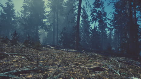 misty forest scenery