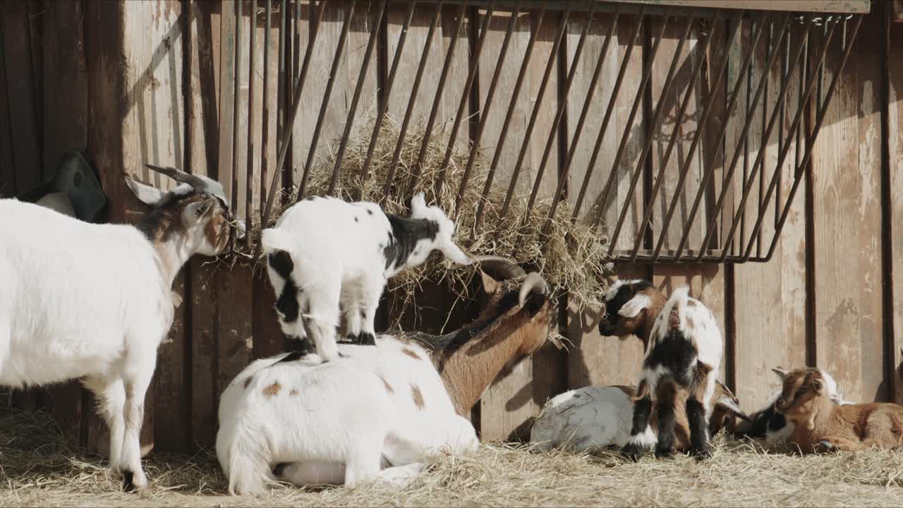 Diverse giovani capre giocano e si arrampicano su capre adulte mentre si nutrono di fieno da una rastrelliera, creando una vivace scena di fattoria all'interno di un recinto di legno