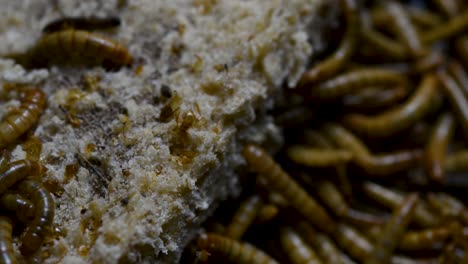 the mealworm is a species of darkling beetle used to feed pets like fish, snakes, birds, and frogs