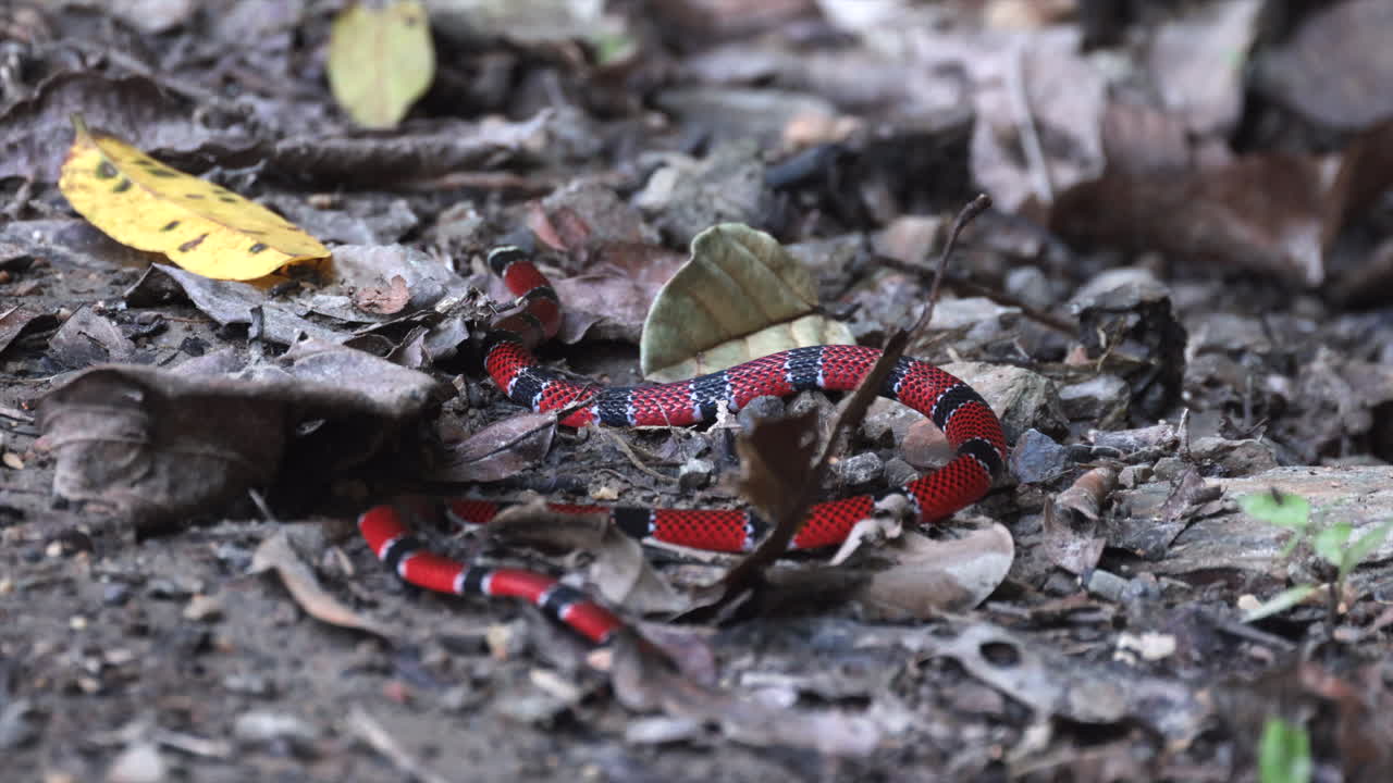 Serpente corallo boliviano selvatico, raro, velenoso e pericoloso nella giungla della foresta pluviale tropicale sudamericana2