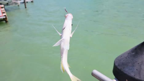 colorful bait fish on red hook dangles and flops after caught by fisherman in ocean water