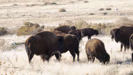 american bison or buffalo grazing with cowbirds flying by