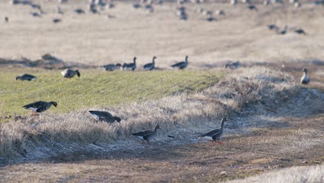 a large flock of white-fronted geese albifrons on winter wheat field during spring migration