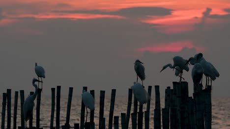 The-Great-Egret,-also-known-as-the-Common-Egret-or-the-Large-Egret