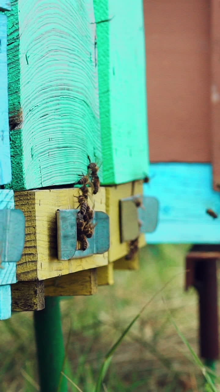 Hives in an apiary. Honey bees swarming and flying around their beehive. Bees bring honey. Slow motion. Vertical video