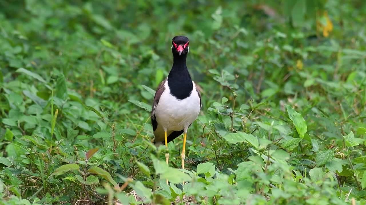el avefría de barbas rojas es una de las aves más comunes de tailandia