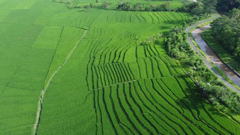 Aerial-view-of-rice-terraces