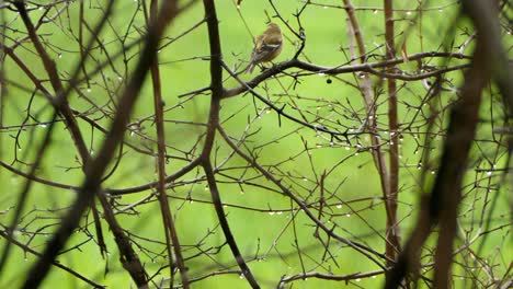 Niedlicher-Vogel,-Der-Im-Dickicht-Aus-Zweigen-Sitzt,-Die-Von-Frischem-Regen-Bedeckt-Sind