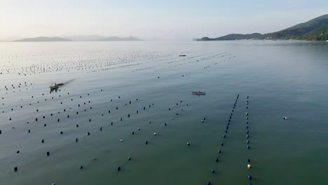 Cultivo-De-Ostras,-Mariscos-En-El-Estado-De-Santa-Catarina,-Brasil