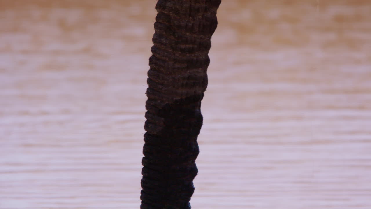 Proboscide di elefante africano della savana che beve da una pozza d'acqua