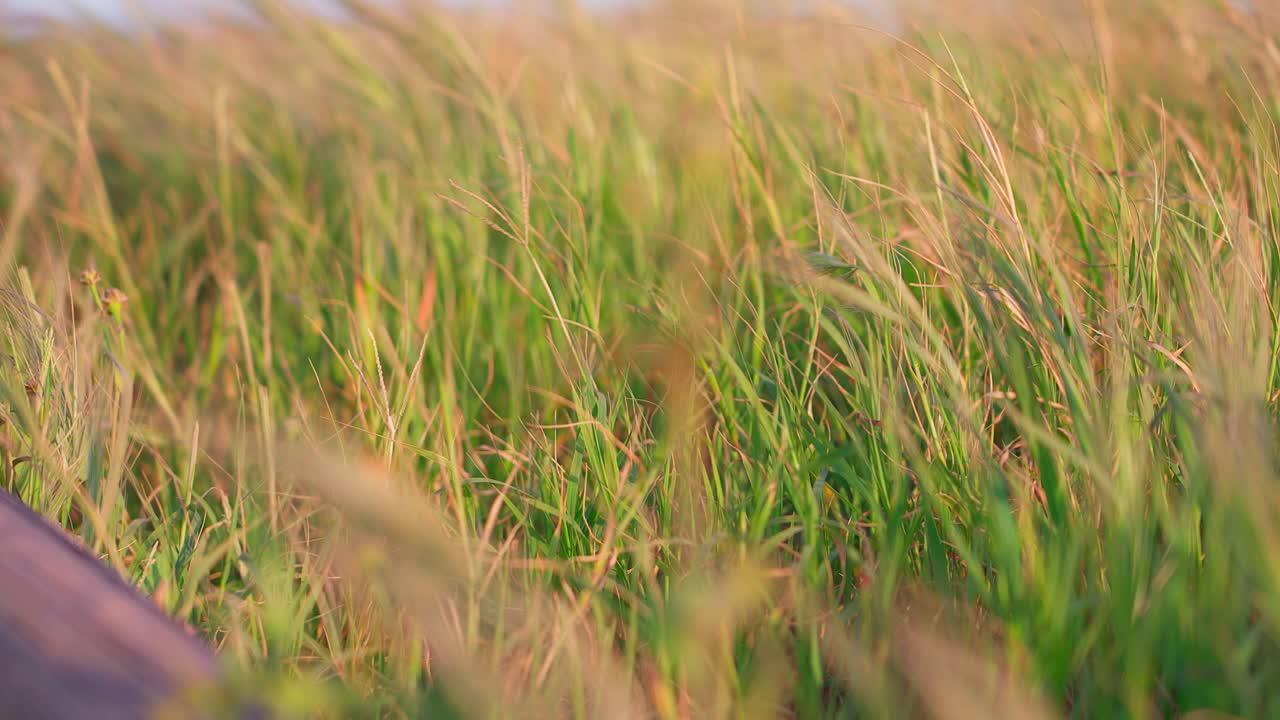 campo de hierba en un día ventoso