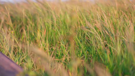 Wiese-An-Einem-Windigen-Tag