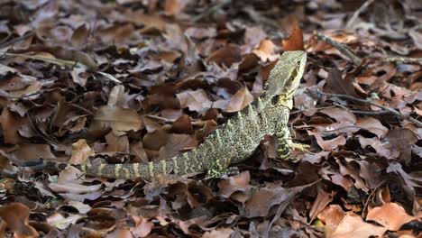 close up shot of an australian water dragon, intellagama lesueurii spotted on the deciduous forest ground in its natural habitat with a glimpse of sunlight peeking through the foliages