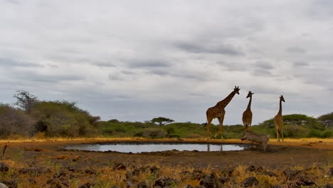 a warthog and a few giraffes meet up at a kenyan watering hole
