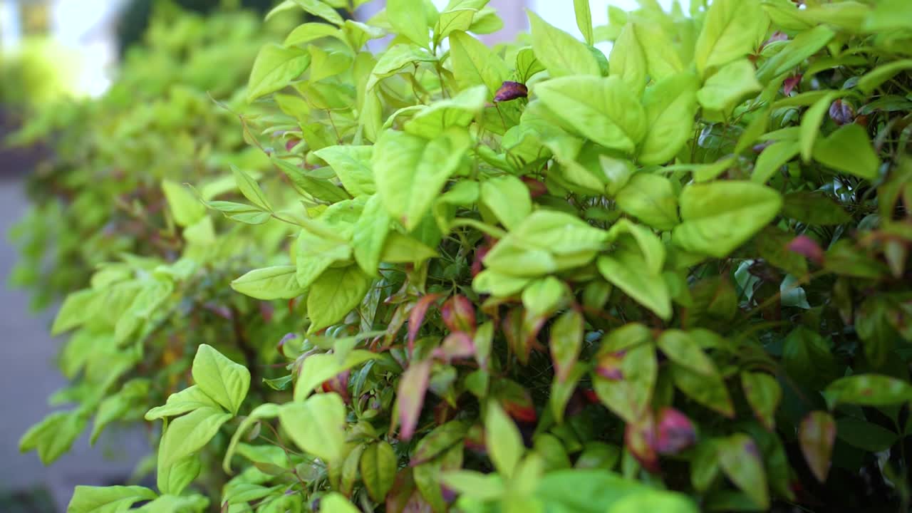 arbusto susurrante soplado por el viento en la primavera